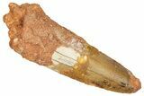Fossil Spinosaurus Tooth - Real Dinosaur Tooth #353061-1
